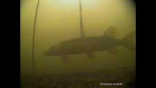 Underwater fish Pike Perch Tench Ice fishing