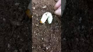 Giant stag beetle larvae feeding wood flake