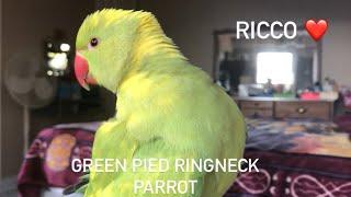 Rare green and yellow parrot mutation (what kind of parrot Ricco is)