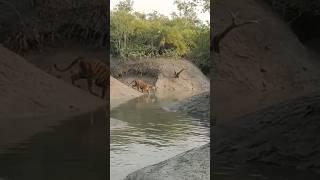 #royalbengaltiger Sundarban tiger attack