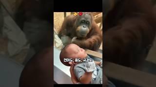 아기를 처음 본 고릴라가.. 눈을 떼지 못했습니다