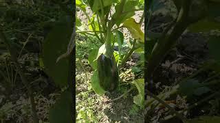 Баклажан Эпик Ф1