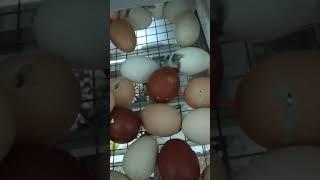 Сварили цыплят в инкубаторе 05,02,24