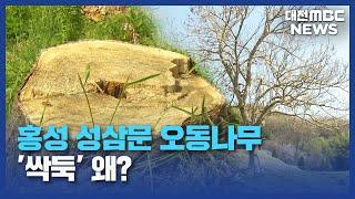 성삼문 오동나무 '싹둑'...홍성군 "역사 몰랐다"/대전MBC