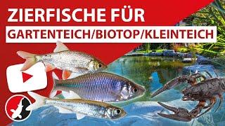 Zierfische für Gartenteich/Biotop/Kleinteich!