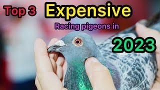 Top 3 World’s most expensive Racing Pigeons in 2023