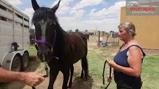 Full-Body Horse Chiropractic Adjustment by Dr. Mike Adney | Equine Stretching Masterclass Link