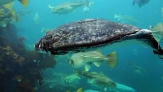 Interesting Atlantic halibut Facts