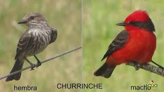 CHURRINCHE