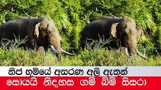 Helpless elephants in their native land Elephant soul #explore