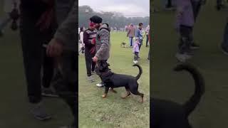 #Rottweiler Delhi dog show obedience training#