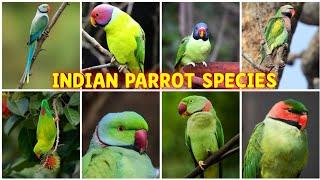 Indian parrots || 12 Beautiful Species of Parakeets Found in India || Indian parrot species