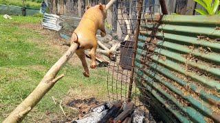 Spitting a pig in Eua Tonga 