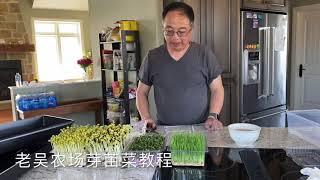 【老吴农庄】 - 黄豆（小金豆）、黑豆发芽教程，Kingswill Garden - Tutorial on How to Sprout Soy Beans at Home