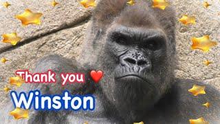 Thank you Winston 1972-2024 ️ ありがとうウィンストン　サンディエゴサファリパーク動物園　アメリカ