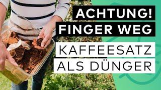 Kaffeesatz als Dünger: NICHT bei diesen PFLANZEN ️ 