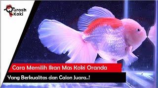 QUROSH TIPS | Cara Memilih Ikan Mas Koki Oranda Calon Juara!