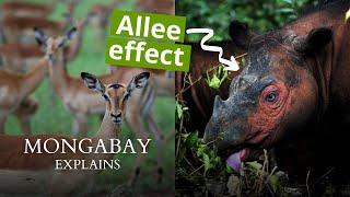 How the Allee Effect hurts endangered populations | Mongabay Explains