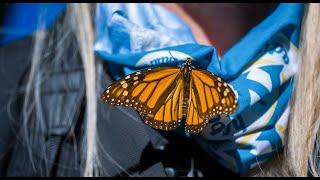 Daily Dose of Nature | Chasing the Monarch Migration  My First Season Guiding in the Kingdom