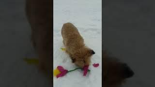 Любимый трофей шарики уничтожены