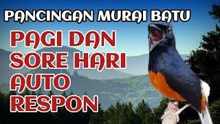 pancingan murai batu agar bunyi ngeplong