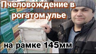 Методика пчеловождения в рогатом улье на 145 рамку.