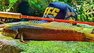 PFFS | CHANNA ON FLY FISHING | PERAK FLY FISHING SYNDICATE | FENWICK FENGLASS | 3wt #flyfishing