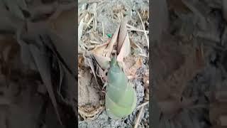 stunning bamboo shoots coming out in the rainy season #nature #satisfying #garden #plants #rurallife