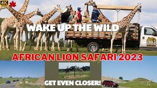 WAKE UP THE WILD IN AFRICAN LION SAFARI 2023 #lionsafari #ontariocanada