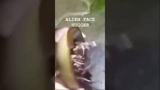 REAL ALIEN FACEHUGGER?