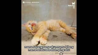 Story baper,  kisah joni sikucing ''kamu yang kuat ya joni"