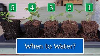 When to Water Plants