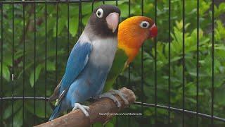 Lovebird Chirping and Call Sounds - Green Fischer & Blue Personata