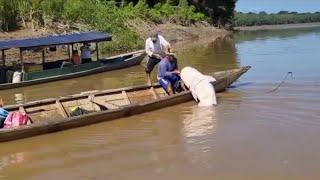 #pesca de #bagre #gigante #viral #fishingvideo 