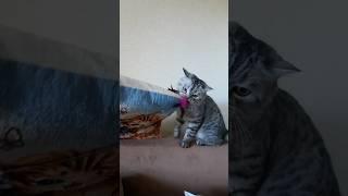 снять видео на 1 млн просмотров