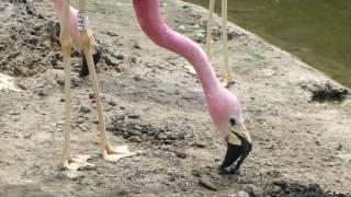 Andean flamingo nest building