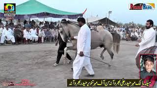 Horse Dance l Shahjhan l 11 September 2024 l Kalarwala Moza Soloman Jhang