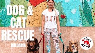 Dog & Cat RESCUE Pawsitive Impact: A Heartfelt Journey in Bulgaria | ANIMAL WELFARE (Episode 3)