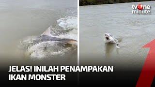 Sering Dikira Monster Laut, Inilah Penampakan Ikan Sturgeon Sesungguhnya | tvOne Minute