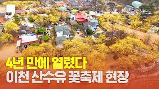 [영상스케치] 2023 이천백사 산수유꽃축제 현장