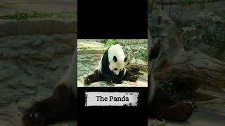 The Panda - animals on the red list