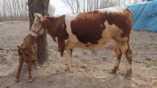 90 833 49 25 Dehqondan SIMMENTAL SIGIR SOTILADI shoshiling narxini yaxshi aytdi