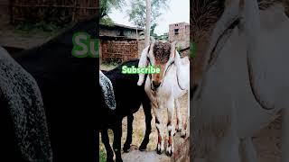 Goats Are Running on the wall#shorts #trending #vlogs