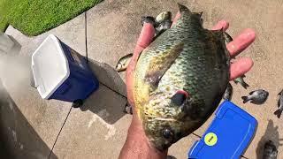 Fishing For Bluegill & Shell Crackers on Lake Tohopekaliga in Osceola County, Florida