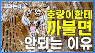 ’까불면 죽는다‘ 몸소 보여주는 호랑이│겁 없는 원숭이의 최후│놀라운 호랑이의 사냥 실력│호랑이한테 까불면 안되는 이유│다큐프라임│#골라듄다큐