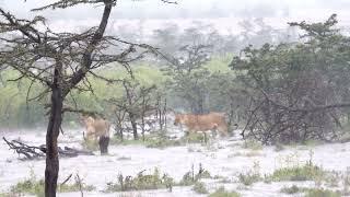 Lions in the rain  Porini Cheetah Camp  Ol Kinyei Conservancy