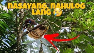 Harvesting wild honey | Pinoy Palaboy | Travelling Boots