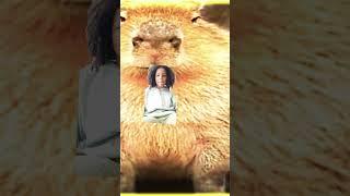 Capybara