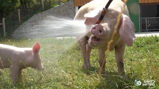 Wenn Schweine duschen: Wasserspaß mit den Ferkeln Pia, Hein und Willi und Schweinemutter Hanna