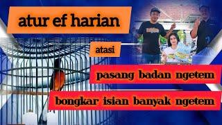 kalo burung seperti di vidio ini ngetem tembak lari!!!!